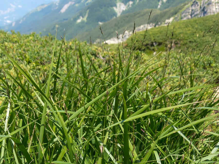 Poacea in crinale appenninico - cfr. Molinia caerulea